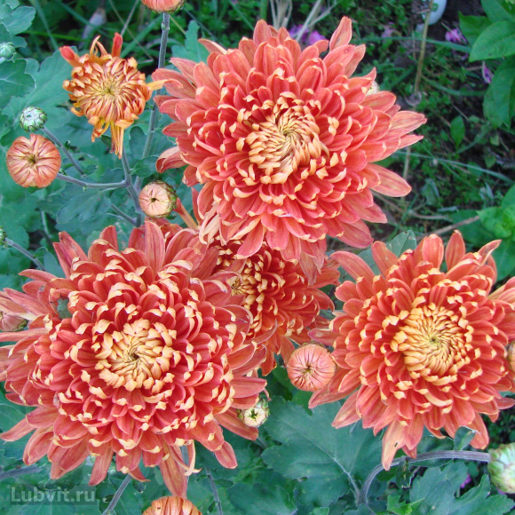 Хризантема Клеопатра купить с доставкой