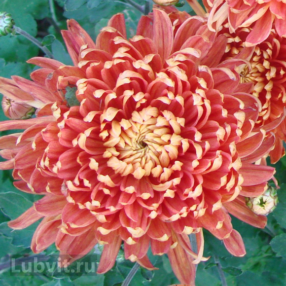 Хризантема Клеопатра купить с доставкой