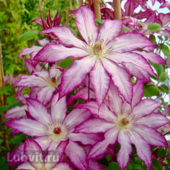 Клематис Тай (Tae) купить с доставкой