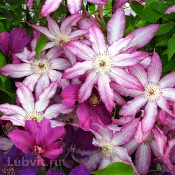 Клематис Тай (Tae) купить с доставкой