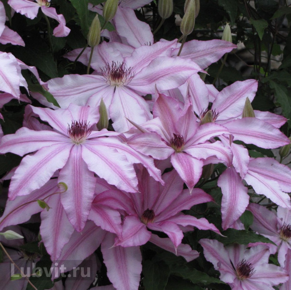 Клематис Тай (Tae) купить с доставкой