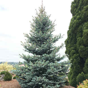 Ель Голубая Маджестик (Majestic)