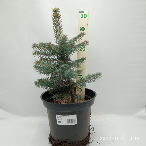 Ель Голубая Маджестик (Majestic) купить с доставкой