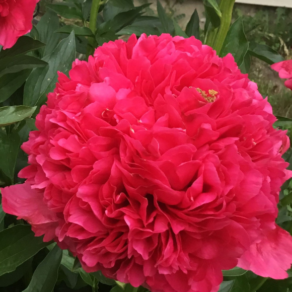 Пион Команд Перфоманс (Command Performance) купить с доставкой