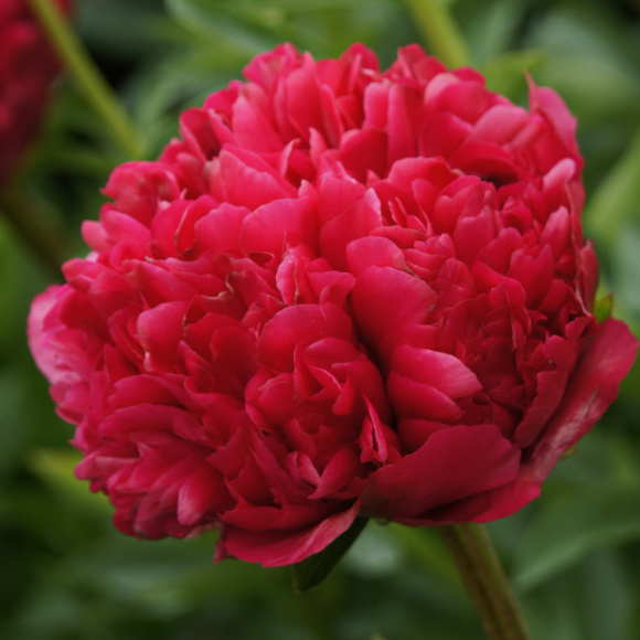 Пион Команд Перфоманс (Command Performance) купить с доставкой