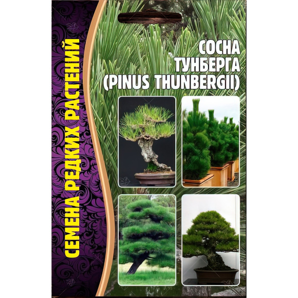 Сосна Тунберга [Семена редких растений] купить с доставкой