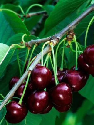 Вишня Морозовка