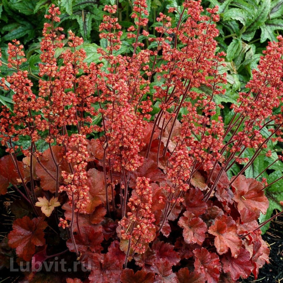Гейхера Черри Кола (Cherry Cola) купить с доставкой