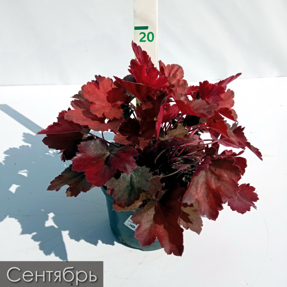 Гейхера Черри Кола (Cherry Cola) купить с доставкой