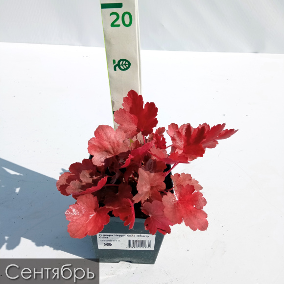 Гейхера Черри Кола (Cherry Cola) купить с доставкой