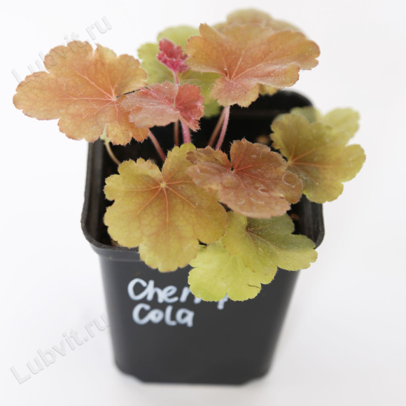 Гейхера Черри Кола (Cherry Cola) купить с доставкой