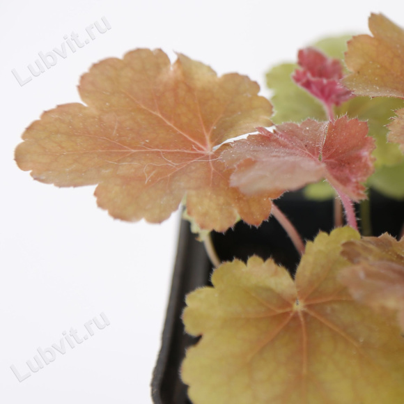 Гейхера Черри Кола (Cherry Cola) купить с доставкой