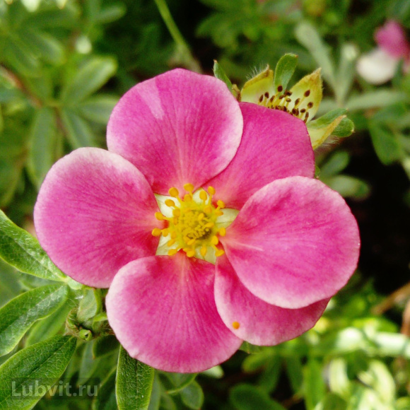 Лапчатка Пинк Парадайз (Pink Paradise) купить с доставкой
