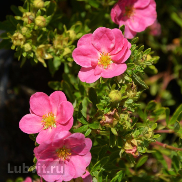 Лапчатка Пинк Парадайз (Pink Paradise) купить с доставкой