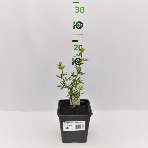 Лапчатка Пинк Парадайз (Pink Paradise) купить с доставкой