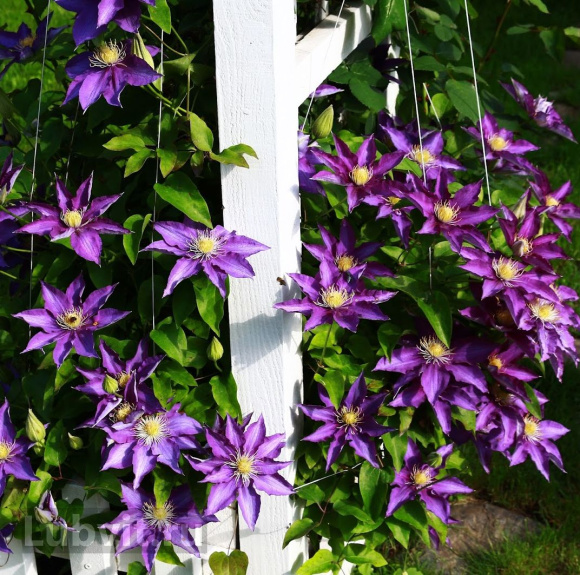 Клематис Даниэль Деронда (Daniel Deronda) купить с доставкой
