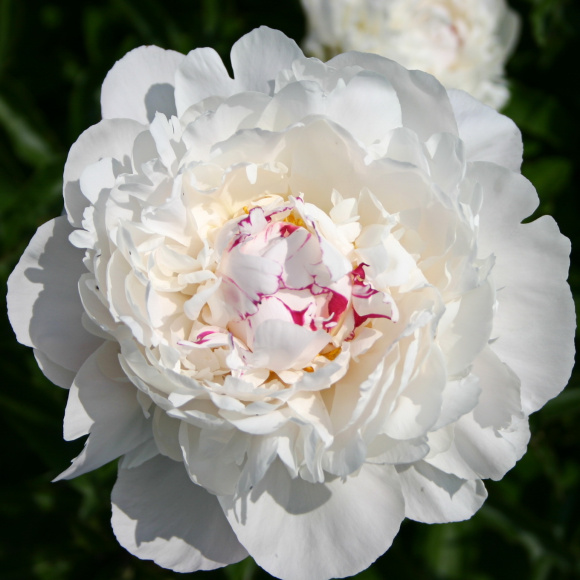 Пион Фестива Максима (Festiva Maxima) купить с доставкой