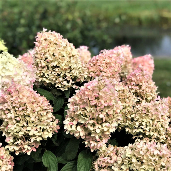 Гортензия Пинкачу (Pinkachu) метельчатая купить с доставкой