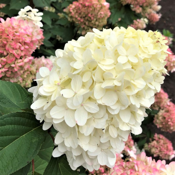 Гортензия Пинкачу (Pinkachu) метельчатая купить с доставкой