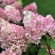 Гортензия Пинкачу (Pinkachu) метельчатая купить с доставкой