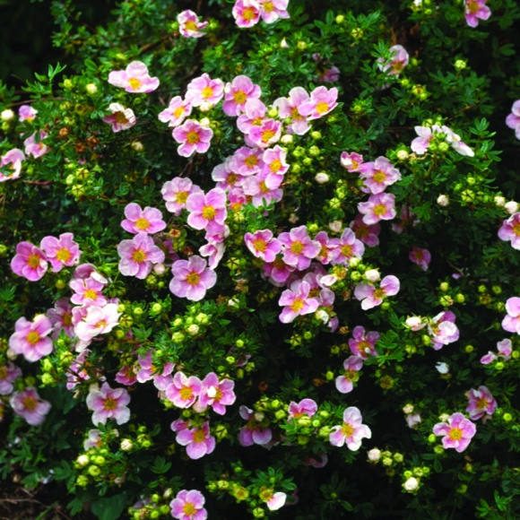 Лапчатка Розовая купить с доставкой