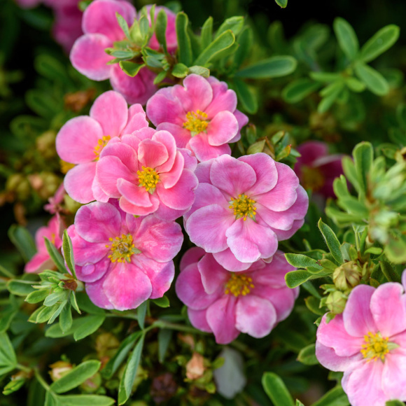 Лапчатка Розовая купить с доставкой