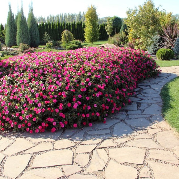 Лапчатка Розовая купить с доставкой