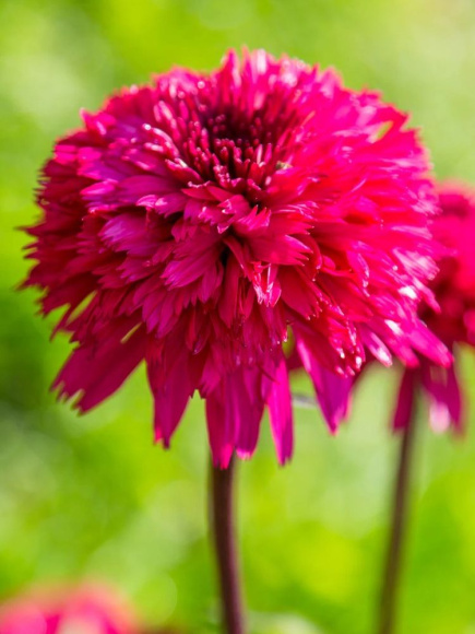 Эхинацея Блэкберри Трафл (Blackberry Truffle) купить с доставкой