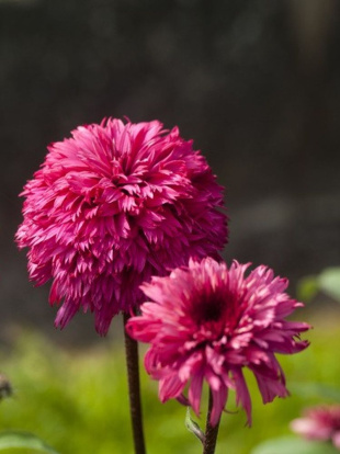 Эхинацея Блэкберри Трафл (Blackberry Truffle)