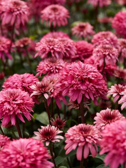 Эхинацея Блэкберри Трафл (Blackberry Truffle) купить с доставкой