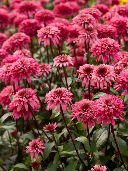 Эхинацея Блэкберри Трафл (Blackberry Truffle) купить с доставкой