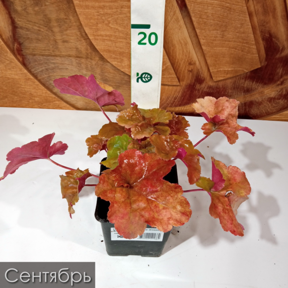 Гейхера Крем Брюле (Creme Brulee) купить с доставкой