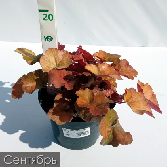 Гейхера Крем Брюле (Creme Brulee) купить с доставкой