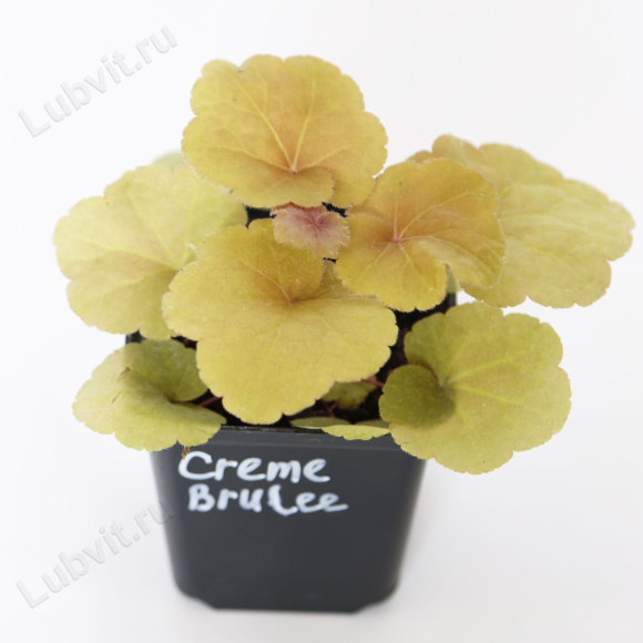 Гейхера Крем Брюле (Creme Brulee) купить с доставкой