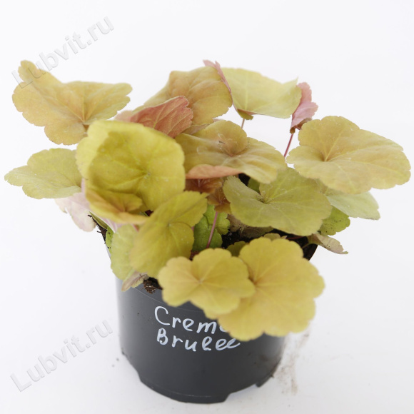 Гейхера Крем Брюле (Creme Brulee) купить с доставкой