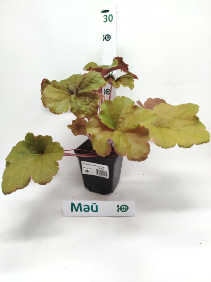 Гейхера Крем Брюле (Creme Brulee) купить с доставкой