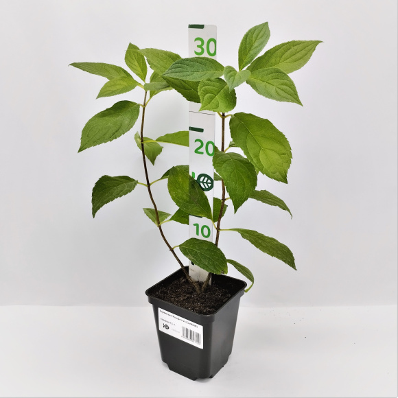 Гортензия Конфетти (Confetti) метельчатая купить с доставкой