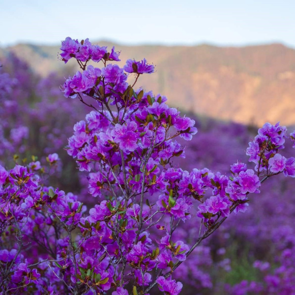Рододендрон Ледебура купить с доставкой