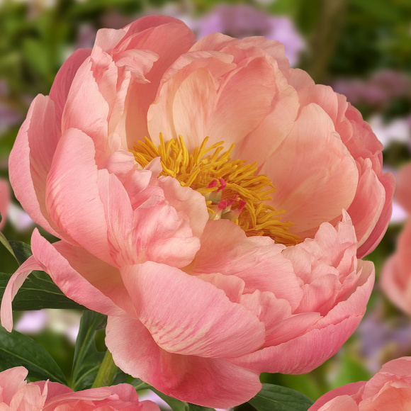 Пион Корал шарм (Coral Charm) купить с доставкой