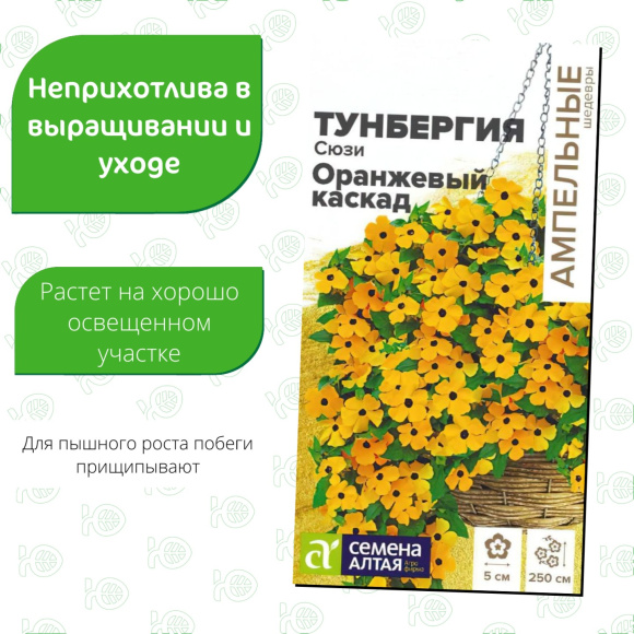 Тунбергия Сюзи Оранжевый каскад [Семена алтая] купить с доставкой