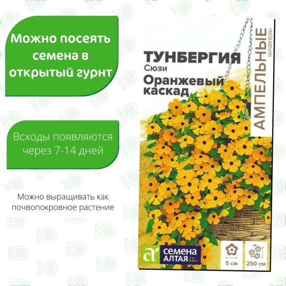 Тунбергия Сюзи Оранжевый каскад [Семена алтая] купить с доставкой