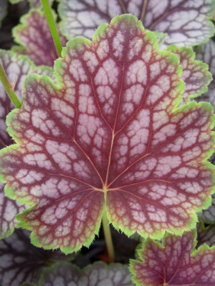 Гейхера Бьюти Колор (Beauty Color)