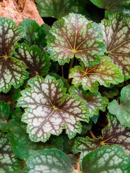 Гейхера Бьюти Колор (Beauty Color) купить с доставкой