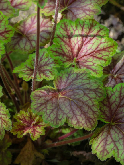 Гейхера Бьюти Колор (Beauty Color) купить с доставкой