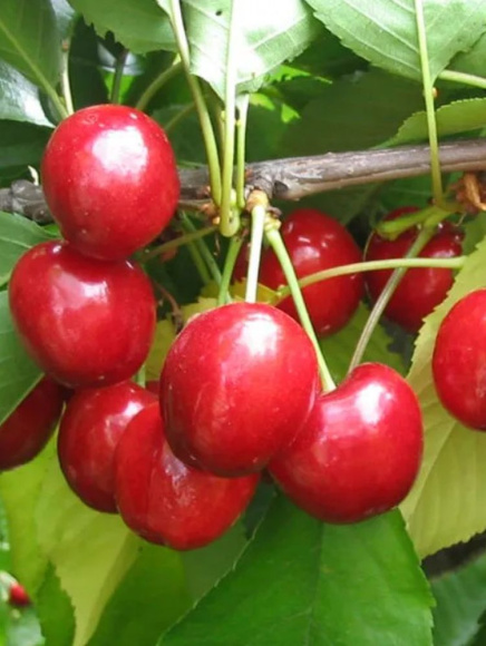 Вишня Любская купить с доставкой