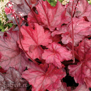 Гейхера Фаер Чиф (Fire Chief)