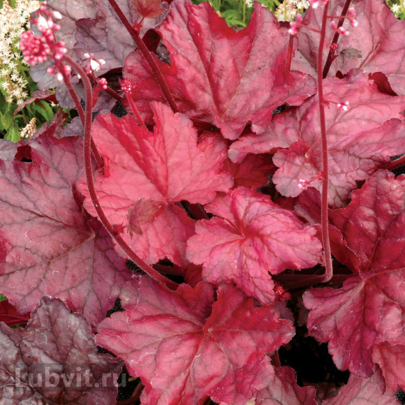 Гейхера Фаер Чиф (Fire Chief) купить с доставкой