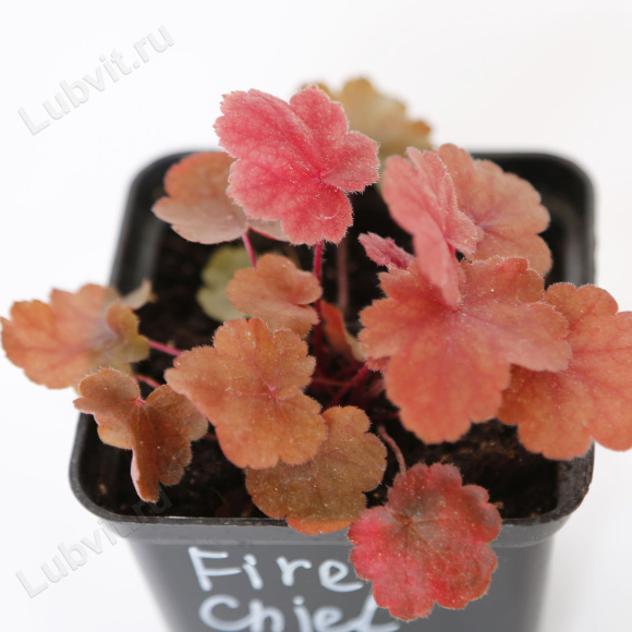 Гейхера Фаер Чиф (Fire Chief) купить с доставкой