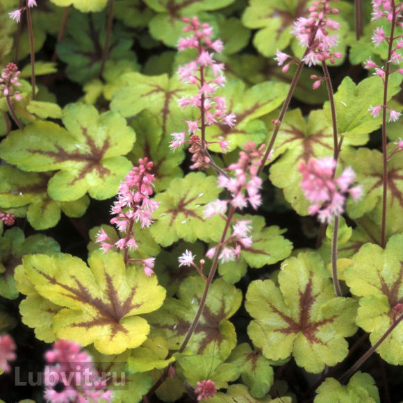 Гейхерелла Санспот (Sunspot) купить с доставкой