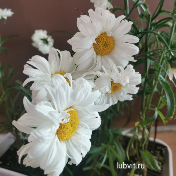 Нивяник Паладин (Paladin) купить с доставкой